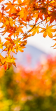 Orange maple leaves in the sun