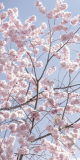 Cherry blossoms against a pale blue sky