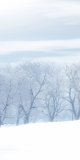 Frost-covered trees on a snowfield